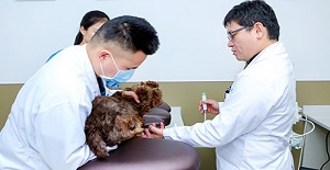 狗狗拉稀怎么辦?