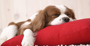 狗狂犬疫苗多久打一次?有規(guī)律嗎?
