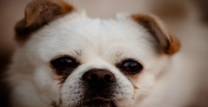 幼犬什么時候打狂犬疫苗?多久打一次?