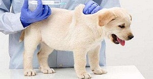 家中喂養的幼犬什么時候打狂犬疫苗比較好？幼犬什么時候打狂犬疫苗效果最好？