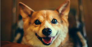 狂犬病都有哪些表現(xiàn)?該如何進(jìn)行治療?