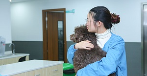 狗打狂犬疫苗多少錢？應該如何接種？