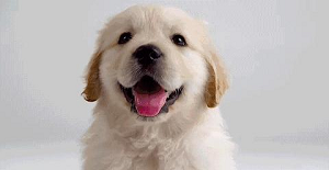 如何判斷狗狗患了感冒還是犬瘟熱？[狗狗感冒治療方法]