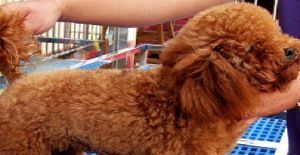 拉布拉多犬感冒了怎么辦？感冒怎么治療