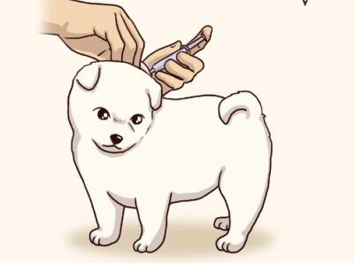 幼犬容易生病，接種疫苗要去靠譜的寵物醫院