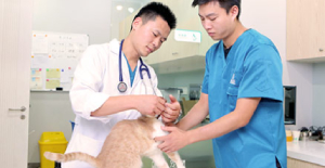貓傳腹怎么得的？寵物醫(yī)生在線咨詢