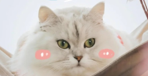 貓咪舔驅蟲藥中毒的癥狀