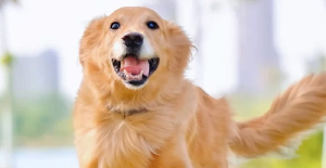 犬瘟會傳染給狗嗎？