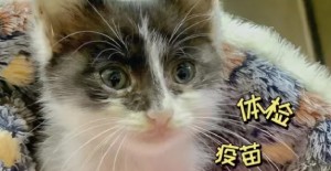 貓咪急性腹瀉怎么用藥？
