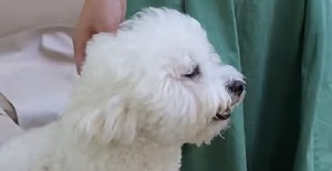 狗狗冬天睡覺(jué)需要蓋被子嗎？