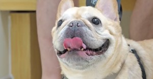 狗狗雙血統是什么意思？