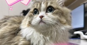 幼貓呼吸急促全身無力？