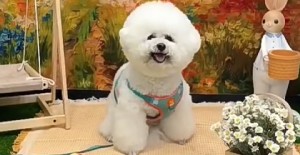 狗狗脖子下面有贅肉是什么原因？