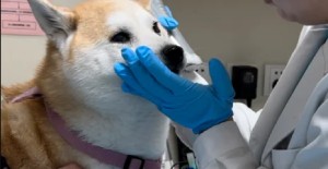 狗狗叫不出聲怎么回事？