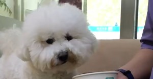 狗狗淚痕嚴重怎么辦？寵物醫院在線咨詢