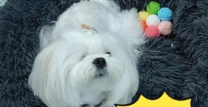 狗狗著涼不吃東西怎么辦？