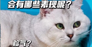 貓咪吃了瓜子殼干嘔怎么辦？