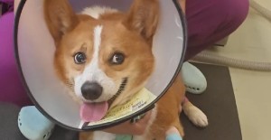 狗狗腸梗阻的癥狀