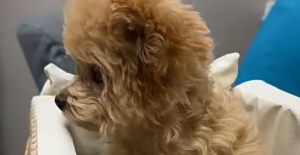 犬瘟會傳染給貓嗎？