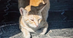 貓身上有螨蟲嗎？