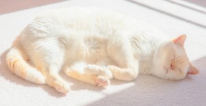 小貓打完妙三多疫苗老是撓癢