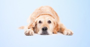 幼犬得了球蟲多久能治好？