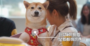 狗狗雙排牙怎么辦？