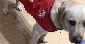 幼犬為什么不能喝牛奶？