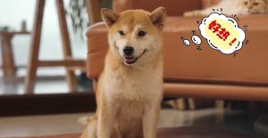 狗狗肛門腺發炎怎么辦？