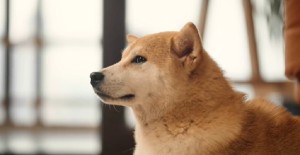 狗狗冬天掉毛嚴重什么原因？