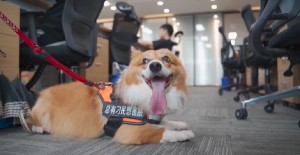 狗狗吐血水是怎么回事？
