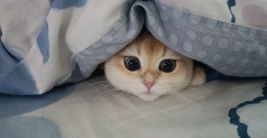 小貓驅蟲吃什么藥？