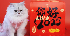 貓吐舌頭是什么原因？