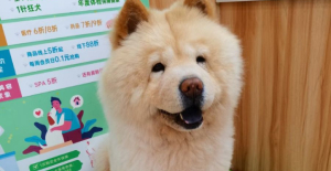 狗狗鼻頭干是什么問題？