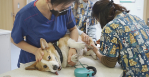 小狗被大狗咬了怎么處理？