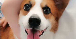 狗狗可以吃骨頭嗎？