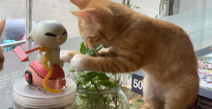 公貓有沒有必要絕育？