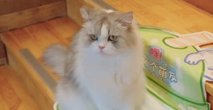 貓吐了一灘黃水帶泡沫，怎么回事？