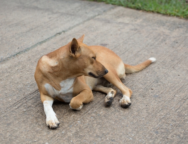 一例田園犬腰椎粉碎性骨折的診治